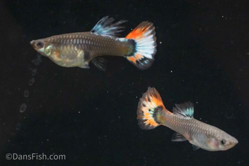 Red Tail Guppy, Breeding Group (1M5F)