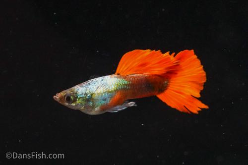 Red Tail Guppy, Breeding Group (1M5F)