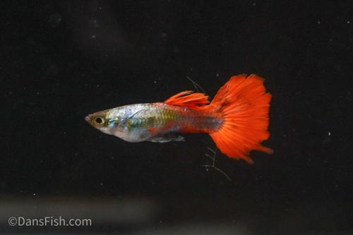 Red Tail Guppy, Breeding Group (1M5F)