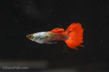 Red Tail Guppy, Breeding Group (1M5F)