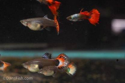 Red Tail Guppy, Breeding Group (1M5F)