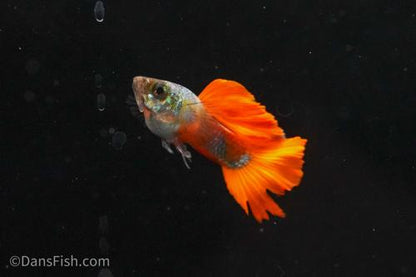 Red Tail Guppy, Breeding Group (1M5F)
