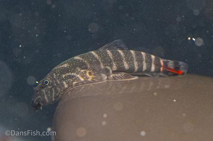 Red Tail Hillstream Loach