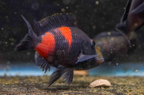 Red Tropheus 'Aquarium Strain'