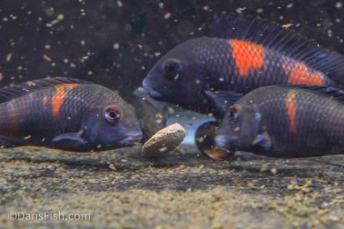 Red Tropheus 'Aquarium Strain'