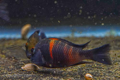 Red Tropheus 'Aquarium Strain'