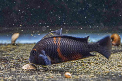 Red Tropheus 'Aquarium Strain'