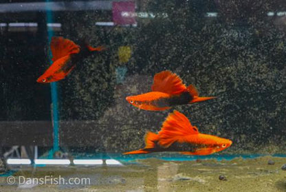 Red Tuxedo Cauliflower High Fin Swordtail, Pair (1M1F)