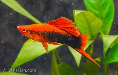 Red Tuxedo Cauliflower High Fin Swordtail, Pair (1M1F)