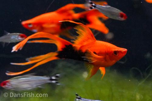Red Tuxedo Lyretail Swordtail