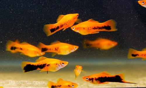Red Tuxedo Swordtail, Female