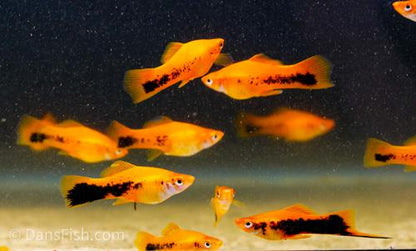Red Tuxedo Swordtail, Female
