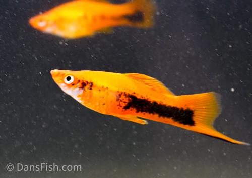 Red Tuxedo Swordtail, Female