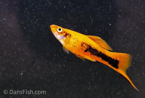 Red Tuxedo Swordtail, Female