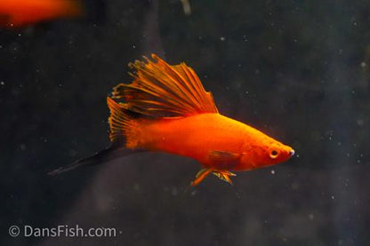 Red Wag Cauliflower High Fin Swordtail, Pair (1M1F)