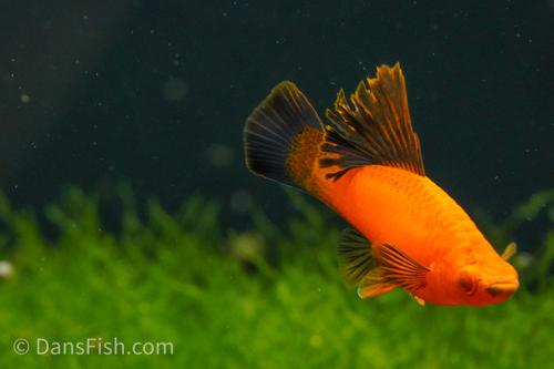 Red Wag Cauliflower High Fin Swordtail, Pair (1M1F)