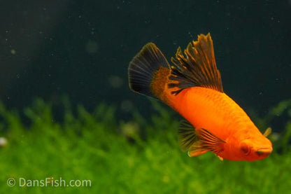 Red Wag Cauliflower High Fin Swordtail, Pair (1M1F)