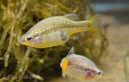Redtail Goodeid, Pair (1M1F)