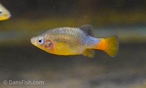 Redtail Goodeid, Pair (1M1F)