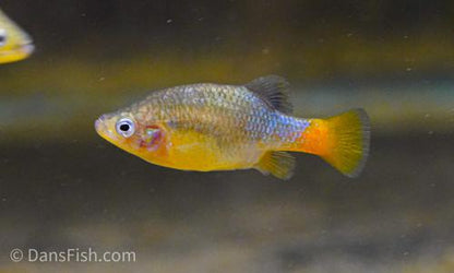 Redtail Goodeid, Pair (1M1F)