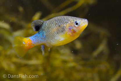Redtail Goodeid, Pair (1M1F)