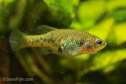 Redtail Goodeid, Pair (1M1F)