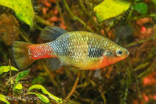 Redtail Goodeid, Pair (1M1F)