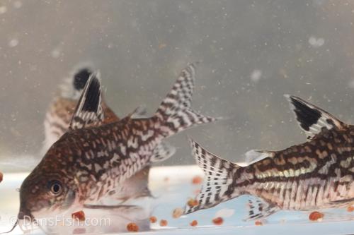 Reticulated Cory
