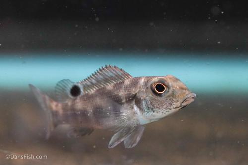Retroculus xinguensis