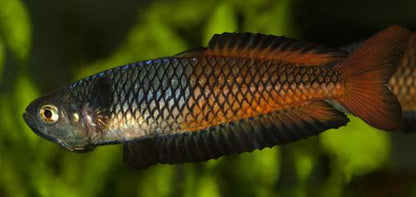 F1 Rhadinocentrus ornatus 'Teewah Creek'