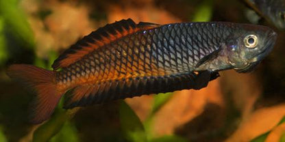 F1 Rhadinocentrus ornatus 'Teewah Creek'