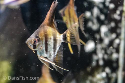 Rio Itaya Angelfish