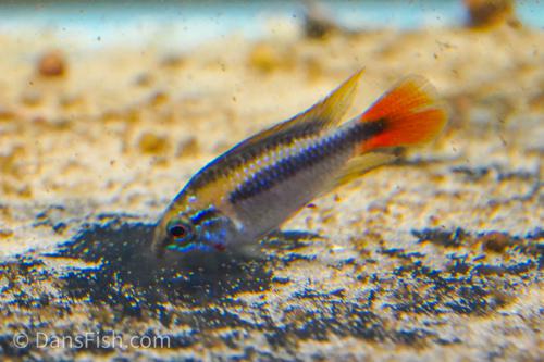 Apistogramma erythrura