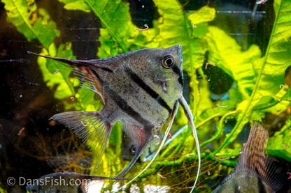 Rio Nanay Angelfish See Note about fins