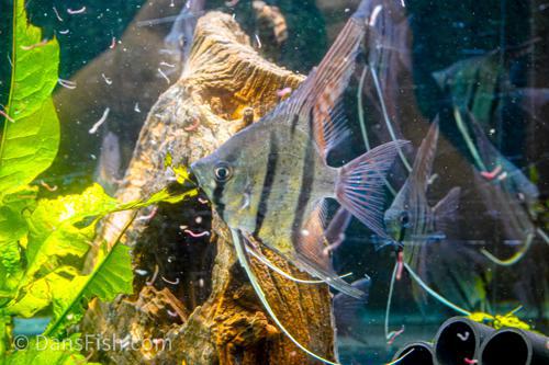 Rio Nanay Angelfish See Note about fins