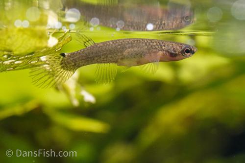 Rivulus ornatus 'Rio Itaya', Male