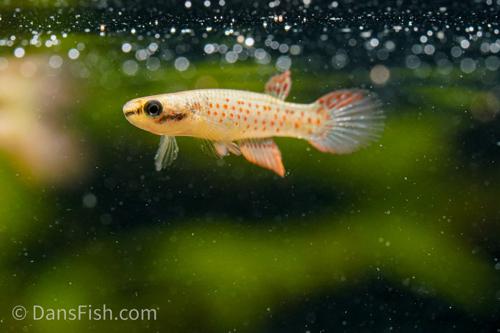 Rivulus ornatus 'Rio Itaya', Male
