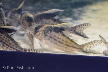 Robust Cory
