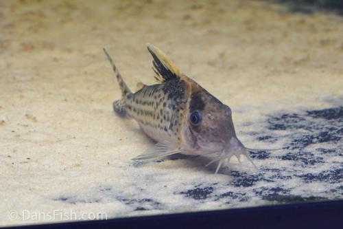 Robust Cory