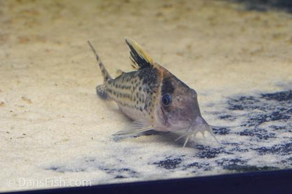 Robust Cory