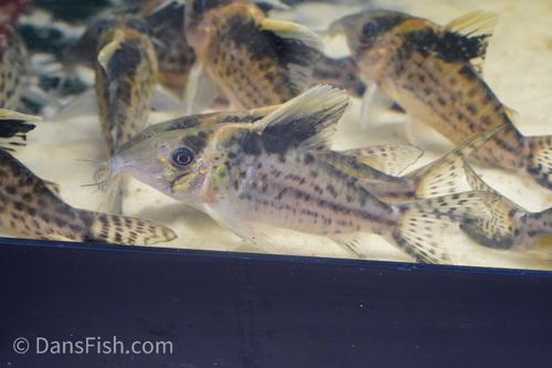 Robust Cory