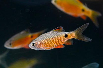 Rosy Barb, Female
