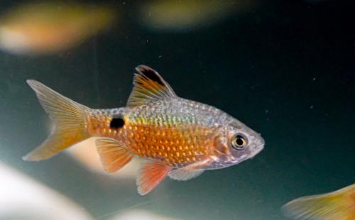 Rosy Barb, Female