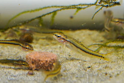Rosy Loach
