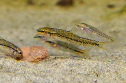 Rosy Loach