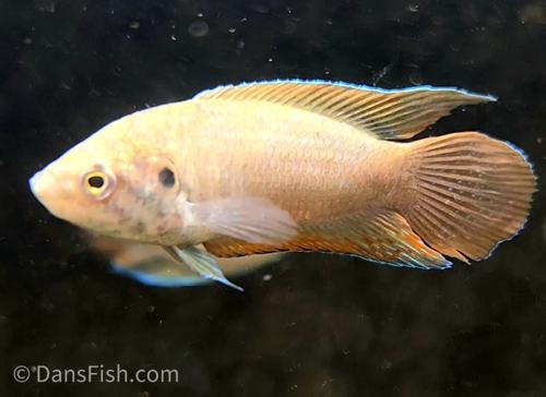 Round Tailed Paradise Gourami