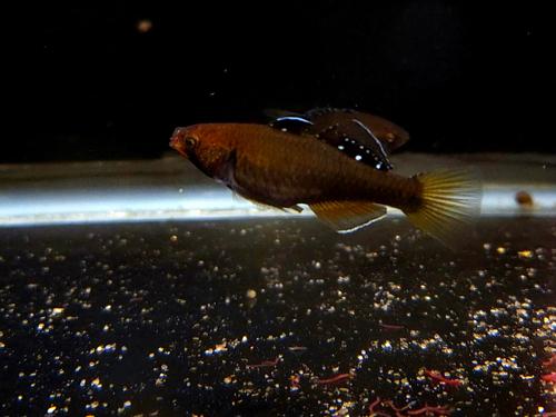 Royal Gudgeon
