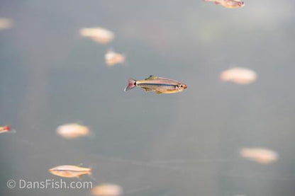 Royal White Cloud Mountain Minnow