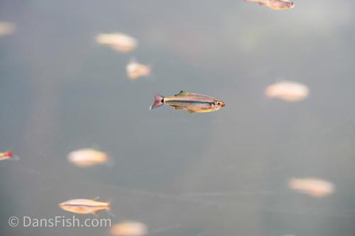 Royal White Cloud Mountain Minnow