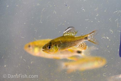 Sailfin Tetra